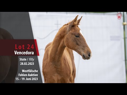 Fohlen-Auktion Lot 24 Vencedora Stute v. Vivat Rex - Lissaro