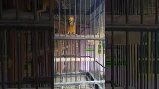 Download lagu Manyar gacor sekali mp3