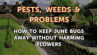 How to Keep June Bugs Away Without Harming Flowers
