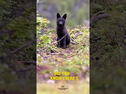✨ The Mysterious Black Fox You’ve Never Seen! 🦊#BlackFox #WildlifeFacts #AnimalFacts