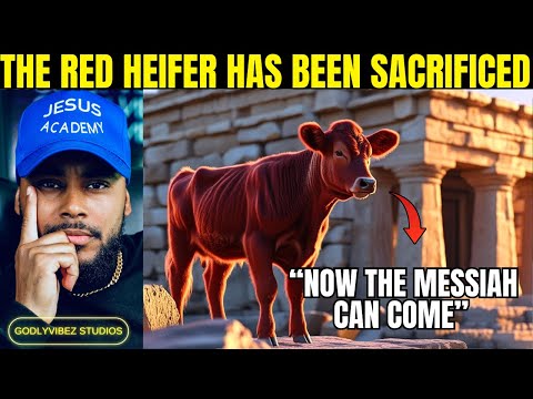 The Red Heifer has been Sacrificed in secret | Jew shows Video