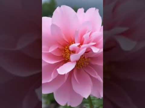 Scars #countrymusic #itstartswithasong #music #iwroteasong #fyp