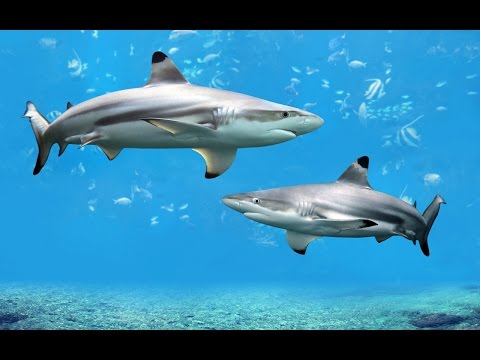 Плавание с акулами. Оаху, Гавайи. Swimming with the sharks. Oahu, Hawaii 