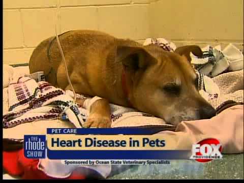 Dogs & cats at risk for heart disease
