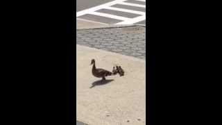 UB Facilities worker Jim Scripp and UB Police Officer William Malican rescue six ducklings that fell through a storm sewer grate near the Student Union on the North Campus. 