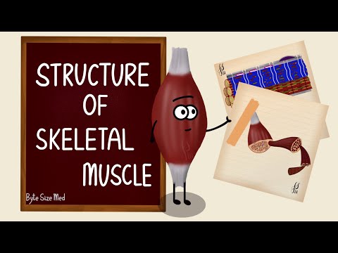 Structure of Skeletal Muscle | Skeletal Muscle Bands | Muscle Tissue | Nerve Muscle Physiology