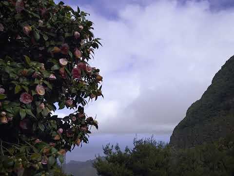 Martyn Heyne - Trial, Triumph, and Disaster - video tag