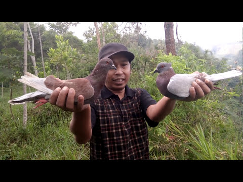 Merpati balap merapi