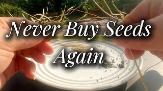 How To Save Seeds - Seed Saving Explained 