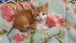 My New Baby Kitten~