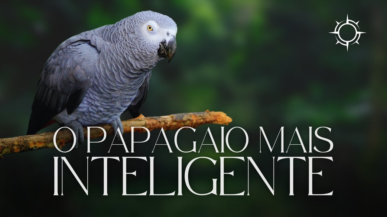 Descobrindo a Inteligência do Papagaio-Cinzento | Mundo Animal | Origens