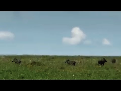Rongai Lion Pride hunting Warthog | Masaimara | 18 April 2025