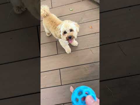 経営学科 ボールを追いかけるトイプードル11ヶ月 #toypoodle #トイプードル #puppy