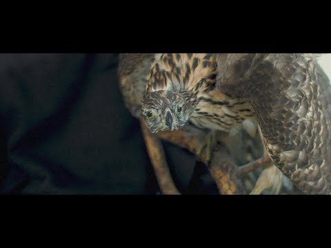 DJ IBUSAL — "Anna Mun Olla Rauhas"