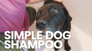 DIY Dog Shampoo: Wash your dog at home!