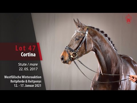 Trainingsvideo Winterauktion Lot 47 Cortina Stute v. Comme il faut NRW - Arpeggio