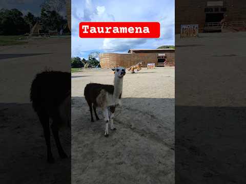 la yama está brava. parque de tauramena Casanare #viral #shorts #fyp
