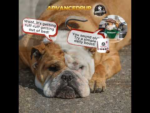 Dog before and after joint supplement transformation walk improvement