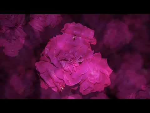 Ask An Alchemist - Colors, The Elements, and The Esoteric