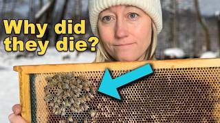 My Beehive Collapsed Over Winter. Am I to Blame?