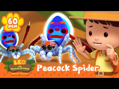 Cartoon boy in a safari outfit greets two blue peacock spiders in an orange, nature backdrop; video thumbnail for Leo the Wildlife Ranger: Peacock Spider (60 Min).