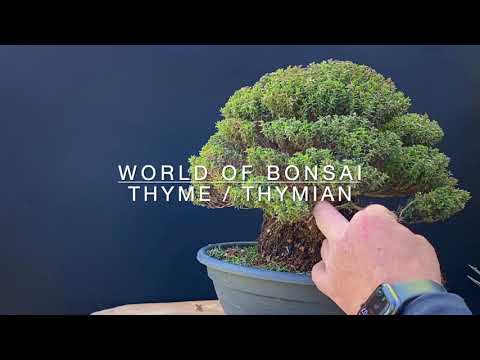 A thyme becoming a bonsaitree - shaping, handling and wiring. Cheap Bonsai for beginners