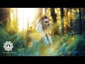 Relaxing Pagan Music 🌾1 hour of Fantasy Music for Relaxation & Meditation | Celtic Ambient Music 🌾