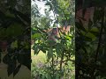 Baby Monkey Having Fun In The Garden