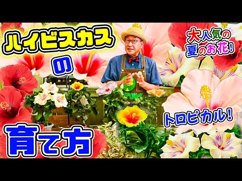 園芸 中国の木のハイビスカス、庭のハイビスカス