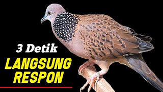 Download lagu Suara Burung Tekukur Gacor Ampuh Untuk Pancingan Cepat Bunyi mp3