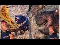 10 Horrible Ways Animals Can End You