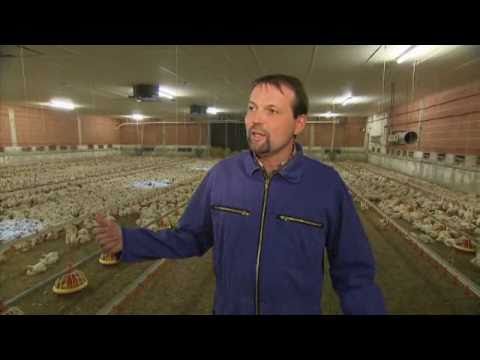 Optimale Haltungsbedingungen für Hähnchen in Deutschland