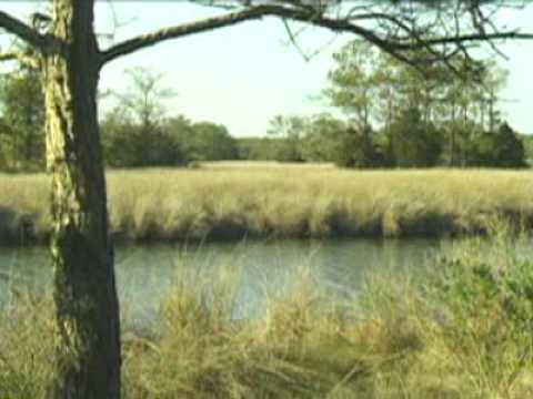 Who immigrated to North Carolina colony?