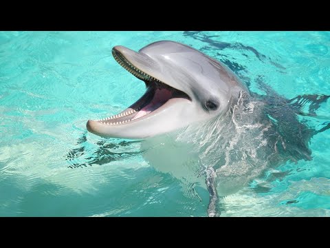 Dolphin Sounds - Noises