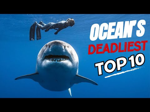 Top 10 MOST DANGEROUS Sea Animals on Earth