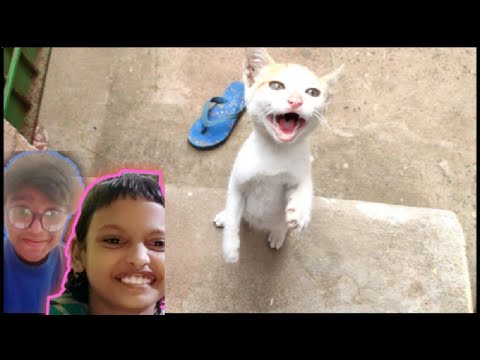 Hamara new cat 🐱 Tom....