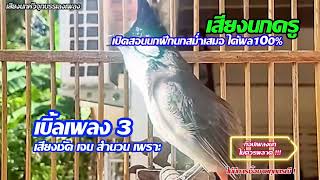 เสียงนกกรงหัวจุก | เบิ้ลเพลง3 เสียงชัดๆ มีช่องไฟ ฝึกนกได้ผลเเน่นอน | #เสียงกระตุ้นนกรงหัวจุก