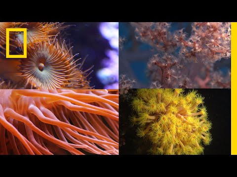 , title : 'Coral Reefs 101 | National Geographic'