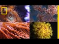 Coral Reefs 101 National Geographic