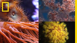 Coral Reefs 101 | National Geographic