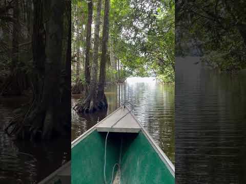 Lago Sandoval, Reserva Nacional Tambopata, Puerto Maldonado, Madre de Dios, Perú 🇵🇪