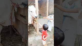 Download lagu sapi makan rumput #sapi #shortviral #lucu mp3 Download lagu sapi makan rumput #sapi #shortviral #lucu mp3