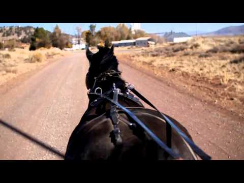 Carriage driver Michael Wakefield