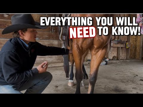 How to saddle a horse! Start to Finish!