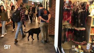 Download Lagu Black Labrador (Hank) | Richmond's Best Dog Training | Off Leash K9 Training Thumbnail