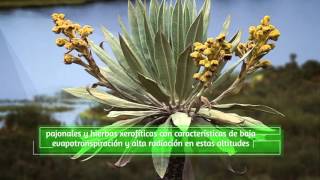 Paramos Colombianos.