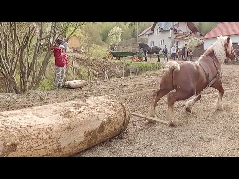 Cai probe de tracțiune  cu calul lui Doru de la Voievodeasa 2022