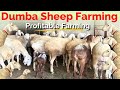 I Earn Money From Dumba Sheep Dumba Sheep Dumba Goat Farm Dumba Farming In India Dumba Goat