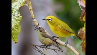 Download lagu pikat burung pleci flavus  dan rembetuk pesisir laut paling ampuh anti zonk mp3