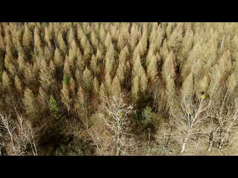 NATUR HINTER WOKUHL / MECKLENBURG-VORPOMMERN DJI Mavic